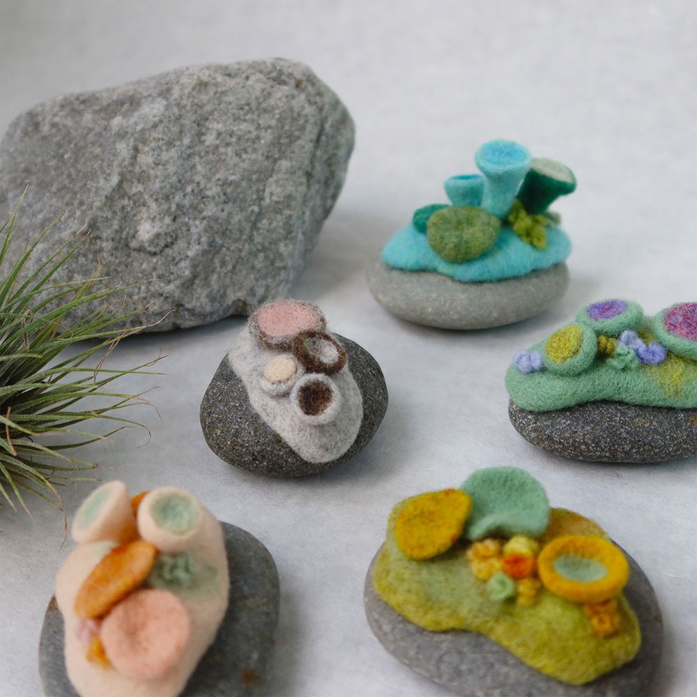 5．16【針氈】微型苔蘚小石