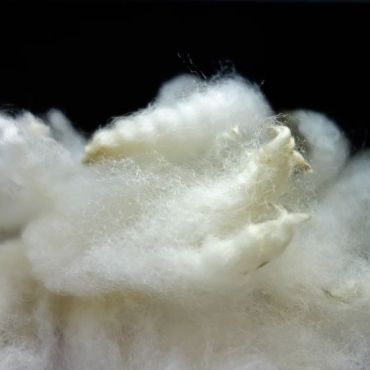 科里戴爾01．白色 white